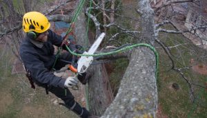 tree surgeon in Arklow working all day long