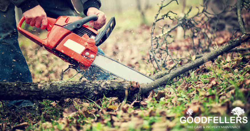 local trusted tree services in Arklow